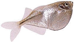 Gasteropelecus sternicla Сребрна