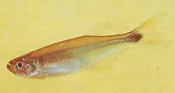 Gephyrocharax chapare (ГепхироЦхарАКС ду Цхапаре, Тетра-Гланде)