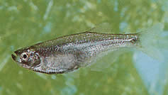 Gephyrocharax valencia (ГефироЦхарАКС ду Лац Валенциа, Тетра-Понт)