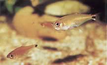 Gnathocharax steindachneri (Угриз тетра)