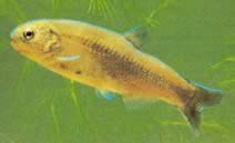 Gymnocharacinus bergi Патагониа је гола Цхарацин