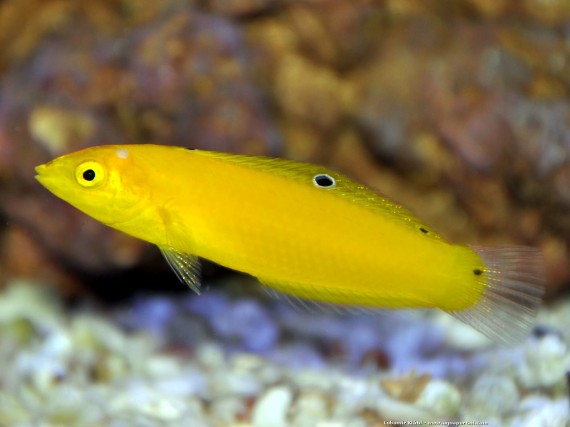 Halichoeres Chrysus (Жута / лабар Канари)