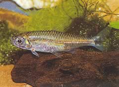 Hemigrammopetersius pulcher (Афрички тетра рођен)
