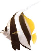 Heniochus acuminatus (Означите)