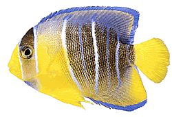 Holacanthus ciliaris (Краљевски анђео)