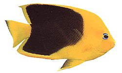 Holacanthus tricolor Триколор Холацантхе