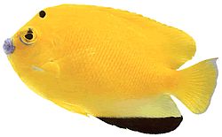 Holacanthus trimaculatus