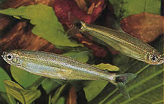 Iguanodectes spilurus (Тетра-уље)