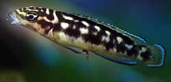 Julidochromis transcriptus (Транскрипт)