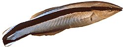 Labroides dimidiatus Цоммон Цлеанер