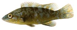 Labrus bergylta Стар -Фастионед