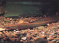 Lampetra fluviatilis (Флувијална лампа)