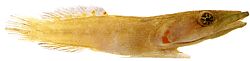 Lepadogaster candollei Род