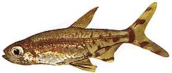 Lepidarchus adonis (Тетра Адонис, гола тетра)