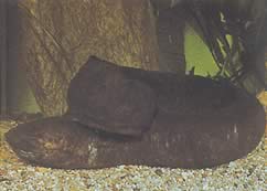 Lepidosiren paradoxa (Јужна Америка Лепидосирене)