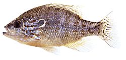Lepomis humilis (Сунско пол са наранџастим бодовима)