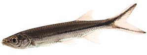 Luciosoma setigerum Аполло Схарк
