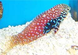 Macropharyngodon bipartitus (Вермикулирани лабар)