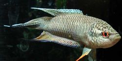 Macropodus concolor (Црни макропод)
