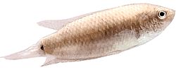 Macropodus cupanus (Риба за риболов смеђе репне репа)