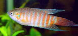 Macropodus opercularis (Рај)