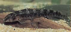 Melanocharacidium dispilomma (Меланоцхарацидиум дисписима)