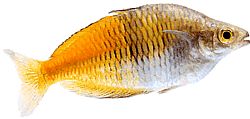 Melanotaenia boesemani (Боесеман Раинбов)