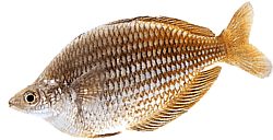 Melanotaenia fluviatilis (Аустралијска дугачка риба)