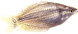 Melanotaenia splendida (Цап Иорк Раинбов Фисх)