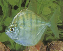 Metynnis hypsauchen fasciatus (Метнинис Раие)
