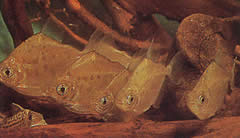 Metynnis lippincottianus (Коуманоу, риба у долару)