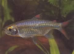 Micralestes sp. (Афричка тетра са црвеним перајима)