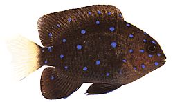 Microspathodon chrysurus (Жути накит)
