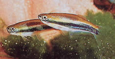 Mimagoniates lateralis (Тетра-Гланде са забраним странама)