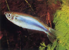 Mimagoniates microlepis (Мале скале Тетра-Барберос)