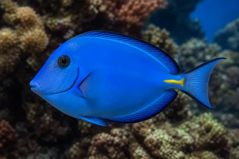 Acanthurus coeruleus Плави хирург