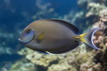 Acanthurus Fowleri Фивлер хирург риба