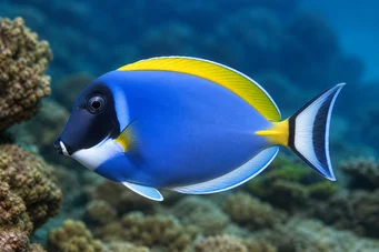 Acanthurus leucosternon Бели грудни хирург