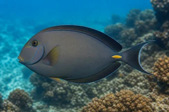Acanthurus Mata Бели-Таилирани хирург