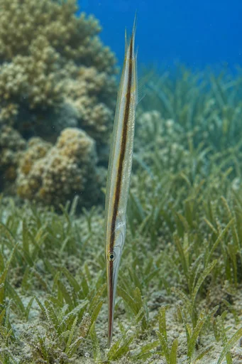 Aeoliscus strigatus Бријач риба