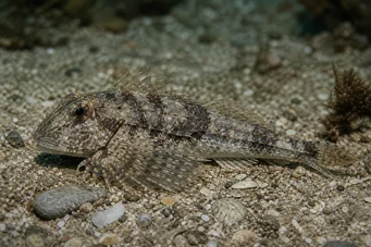Agonus cataphractus Морски миш