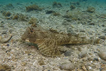 Agonus decagonus Море феррет