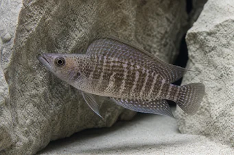 Altolamprologus compressiceps (Алтолампрологус компресиција)