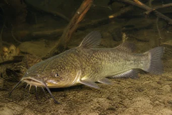 Ameiurus nebulosus Амеиурус небулосус