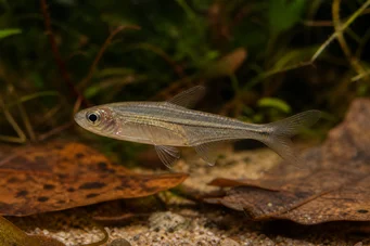 Ammocryptocharax elegans Елегантна Цхарацин-Флецхе