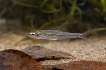 Ammocryptocharax minutus Цхарацин-Флецхе минут