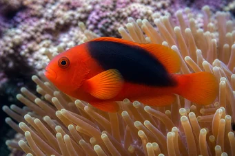 Amphiprion ephippium Кормови који победе на коњу