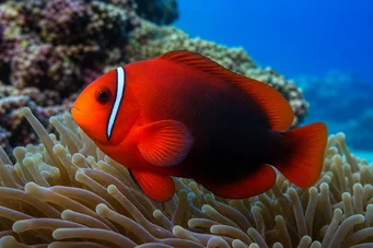 Amphiprion frenatus