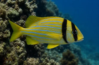 Anisotremus virginicus Свињетина