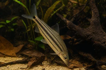 Anostomus anostomus Пругасти аностом